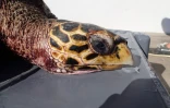 Manon, une jeune tortue imbriquée retrouvée morte à La Saline