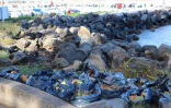 Collecte de déchets à Saint Leu