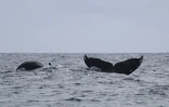 Des baleines comme si il en pleuvait