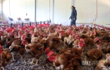 ferme de poulet bio péi 
