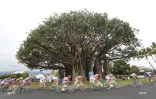 Tour de l\'île cycliste