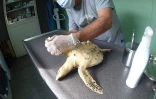 Adrien, la tortue imbriquée blessée, a retrouvé son bassin à Kélonia