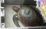 kélonia tortues 