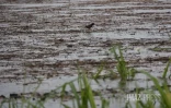 Fortes pluies dans l'est