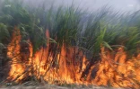 Feu de cannes à Sainte-Suzanne 31 août 2016