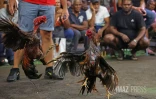 Combats coqs rivière des galets 