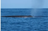 Observation marine : des cachalots aperçus aux abords de la NRL