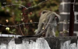 Ils tentent de capturer un singe, au Port