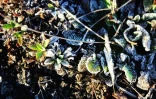 Givre au Piton de la Fournaise plaine des sables 20 mai 2020