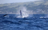 Sortie en mer de Globice Réunion