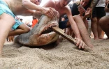 Hommage victimes requins 