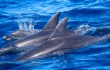 Une trentaine de dauphins identifiés au large de Saint-Denis et du Sud Sauvage