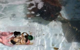 Tortues Kélonia