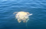 Une tortue verte tuée par une hélice