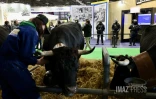 Heurts et sifflets au Salon de l'agriculture, les manifestants cherchent Macron [?]