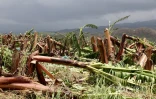 Garance : La Réunion, l'île en phase de sauvegarde