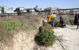 Des bénévoles forment une barrière de sapins de Noël recyclés pour sauver les dunes de Surfside Beach, le 16 janvier 2021 au Texas