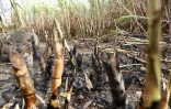 L'est de l'île en proie aux incendies ce dimanche [?]