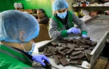 Des employés dans des usines d'Al-Arees manipulent des biscuits au chocolat dans la ville de Gaza, le 5 février 2020