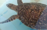 La jeune tortue imbriquée Han Solo, secourue au Cap Lahoussaye, va être relâchée dans l'océan