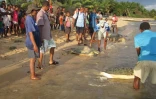 Tortues sauvées du braconnage à Madagascar