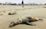 Une otarie morte échouée sur une plage de Santa Monica, le 16 juillet 2023 en Californie