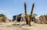 Construction d'un abri dans le camp de personnes déplacées à Yakoua, dans la province du lac Tchad, au Tchad, le 21 juin 2025