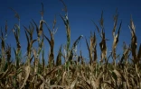 Des épis de maïs desséchés le 1er août 2022 près d'Hostens, en Gironde