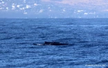 première caudale de baleine à bosse de la saison 2022
