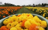 fleurs oiellet inde