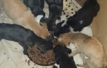 Sainte-Clotilde : 15 chiots torturés ont été récupérés