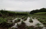 Fortes pluies dans l'est