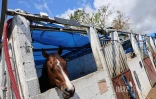 cyclone garance chevaux 