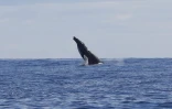 Sauts de baleines photographiés par Globice