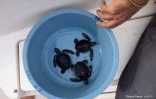 Kélonia libère 3 Bébés tortues