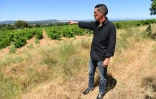 Français fils de Harki, Hacène Arfi a identifié un site d'inhumation d'enfants morts dans les camps de Harkis, aujourd'hui devenu un terrain privé recouvert de vignes. A aint-Laurent-des-Arbres (sud de la France, le 30 juin 2020