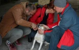 Le directeur du refuge pour animaux de Lviv, Orest Zalypskiï, enlève l'identification d'un chien avant de le confier à une nouvelle famille, le 26 mars 2022 en Ukraine