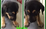 Association RPA (adoptions) 
