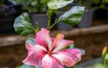 FLORILEGE 2025