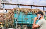 Grève à l'usine Bois-Rouge : les planteurs en colère veulent mettre la pression sur Tereos [?]