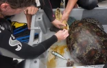 Sauvetage tortue May Lee