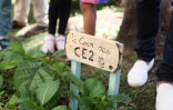 Saint-Denis inaugure un potager solidaire au Moufia 