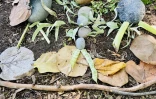 Land art
