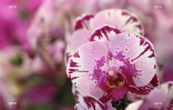Salon Flore et Halle