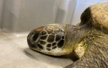 Kélonia : la jeune tortue Swan n'a pas survécu à ses blessures