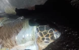 tortue morte
