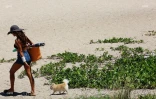 chiens 