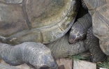 Tortues in love