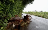 Fortes pluies dans l'est