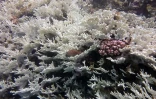  blanchissement du corail